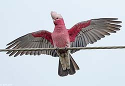 Galah 1 - Eolophus roseicapilla