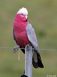 Galah 5 Eolophus roseicapilla