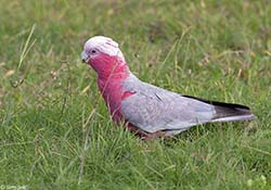 Galah 8 - Eolophus roseicapilla