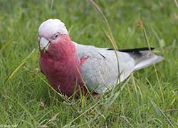Galah 10 - Eolophus roseicapilla