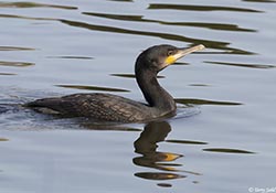 Great Cormorant 1 - Phalacrocorax carbo
