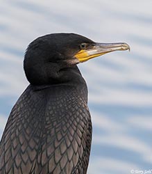 Great Cormorant 3 - Phalacrocorax carbo