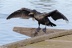 Great Cormorant 5 - Phalacrocorax carbo