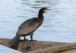 Great Cormorant 7 - Phalacrocorax carbo