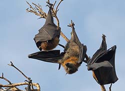 Grey-headed Flying Fox 3 - Pteropus poliocephalus