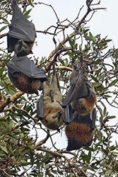 Grey-headed Flying Fox 1 - Pteropus poliocephalus