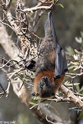 Grey-headed Flying Fox 6 - Pteropus poliocephalus
