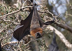 Grey-headed Flying Fox 8 - Pteropus poliocephalus