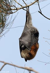 Grey-headed Flying Fox 11 - Pteropus poliocephalus