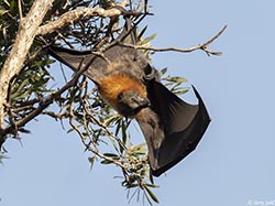 Grey-headed Flying Fox 13 - Pteropus poliocephalus