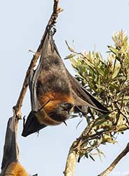 Grey-headed Flying Fox 14 - Pteropus poliocephalus