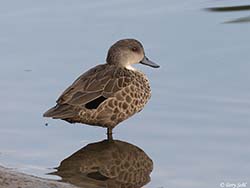 Grey Teal 2 - Anas gracilis