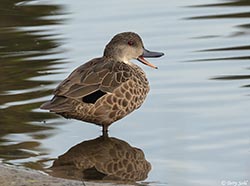 Grey Teal 3 - Anas gracilis