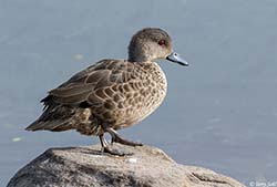Grey Teal 4 - Anas gracilis