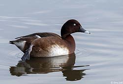 Hardhead 1 - Aythya australis