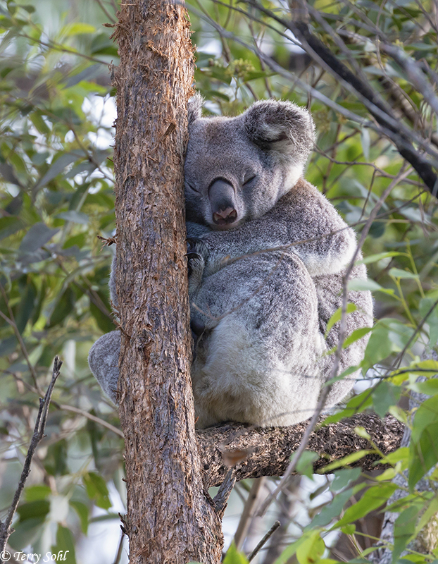 Koala - Phascolarctos cinereus