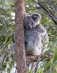 Koala 2 - Phascolarctos cinereus