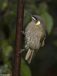 Lewin's Honeyeater 1 - Meliphaga lewinii
