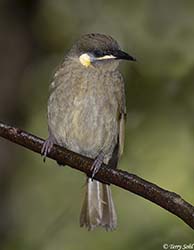 Lewin's Honeyeater2  - Meliphaga lewinii