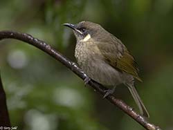 Lewin's Honeyeater 3 - Meliphaga lewinii