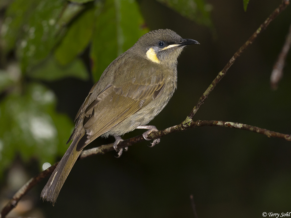 Lewin's Honeyeater - Meliphaga lewinii