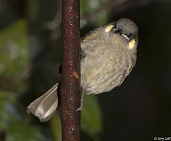 Lewin's Honeyeater 5 -  Meliphaga lewinii