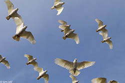 Long-billed Corella 2 - Cacatua tenuirostris
