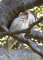 Long-billed Corella 3 - Cacatua tenuirostris