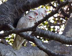 Long-billed Corella 4 - Cacatua tenuirostris