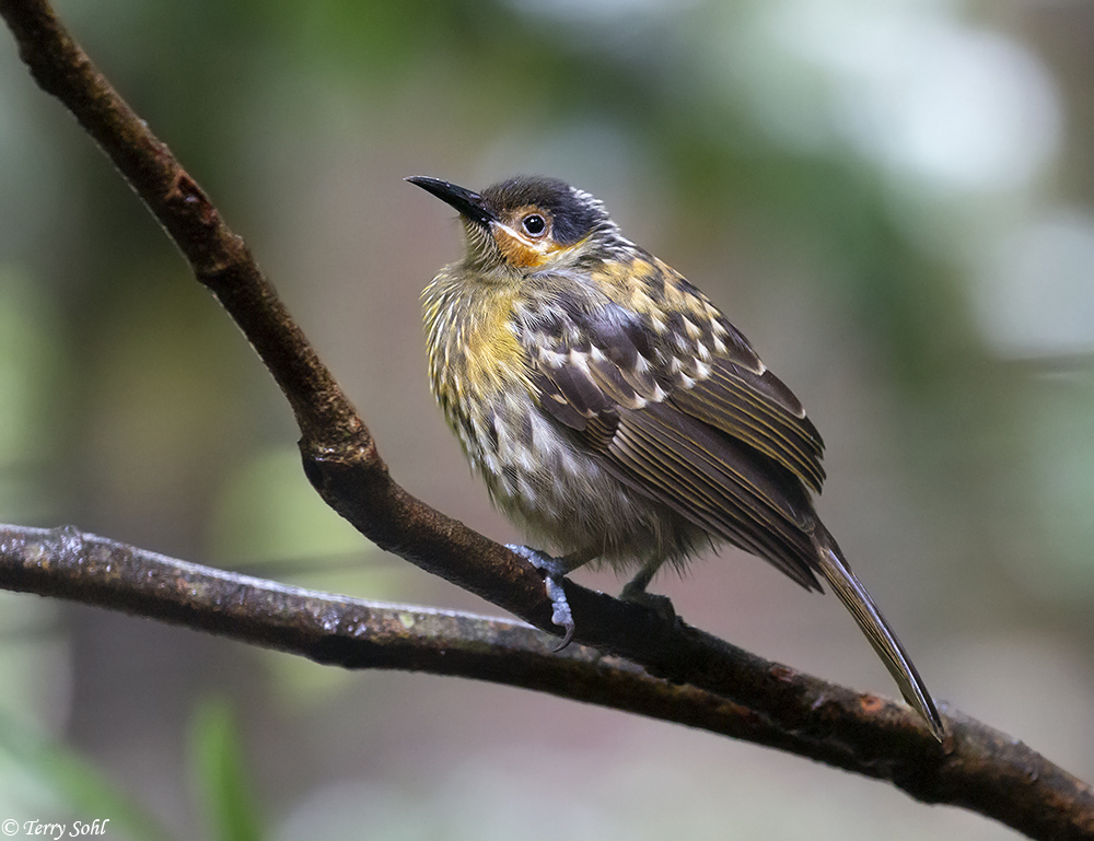 Macleay's Honeyeater Photos Photographs Pictures