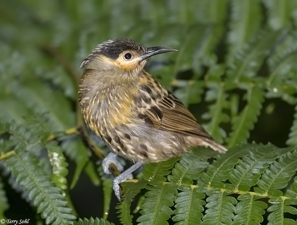 Macleay's Honeyeater Photos Photographs Pictures