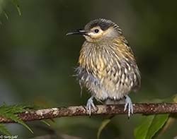 Macleay's Honeyeater 4 - Xanthotis macleayanus