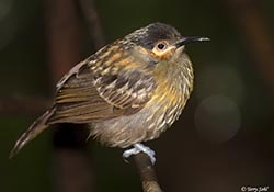Macleay's Honeyeater 5 - Xanthotis macleayanus