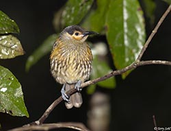 Macleay's Honeyeater 6 - Xanthotis macleayanus