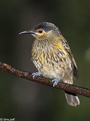 Macleay's Honeyeater 7 - Xanthotis macleayanus