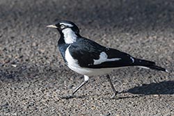 Magpie Lark 1 - Grallina cyanoleuca