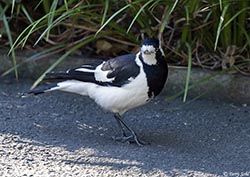 Magpie Lark 2 - Grallina cyanoleuca