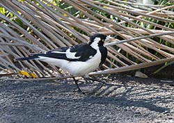 Magpie Lark 3 - Grallina cyanoleuca