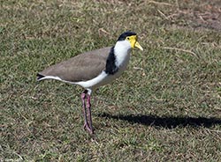 Masked Lapwing 1 - Vanellus miles
