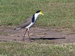Masked Lapwing 3 - Vanellus miles