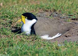 Masked Lapwing 4 - Vanellus miles