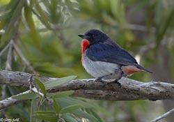 Mistletoebird - Dicaeum hirundinaceum