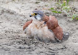 Nankeen Kestrel 2 - Falco cenchroides