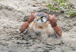 Nankeen Kestrel 3 - Falco cenchroides