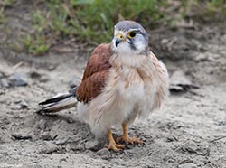 Nankeen Kestrel 4 - Falco cenchroides