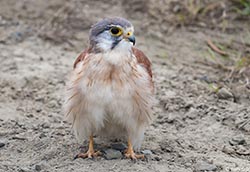 Nankeen Kestrel 5 - Falco cenchroides