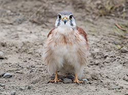 Nankeen Kestrel 6 - Falco cenchroides