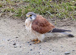 Nankeen Kestrel 1 - Falco cenchroides