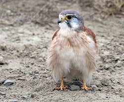 Nankeen Kestrel 7 - Falco cenchroides