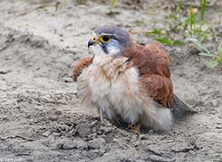 Nankeen Kestrel 9 - Falco cenchroides